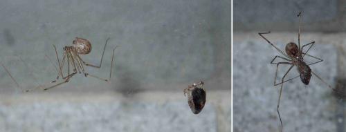 Physocyclus globosus
